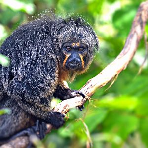 WHITE FACED SAKI MONKEY FEMALE?