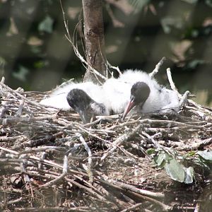 Sacred Ibis nest, 4th August 2014