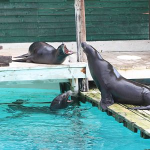 Californian Sealions, 4th August 2014