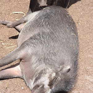 Visayan Warty Pigs, 4th August 2014
