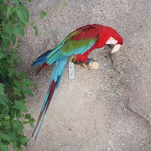 Zico, 4th August 2014