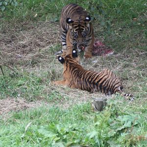 Sumatran Tiger cubs, 4th August 2014