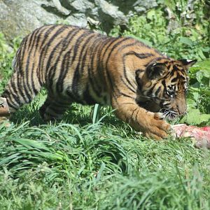 Sumatran Tiger cub, 4th August 2014