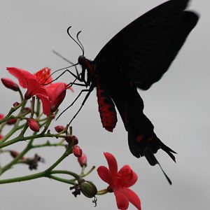 Atrophaneura kotzebuea