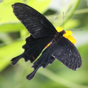 Atrophaneura kotzebuea