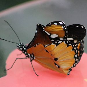Monarch butterfly ? - just hatched