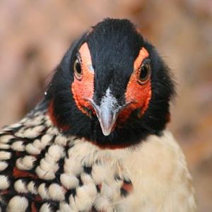 Cabot's Tragopan