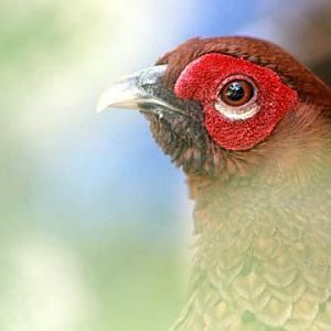 Copper Pheasant