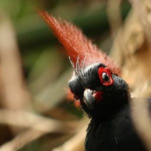 Crested Partridge