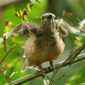 Fawn-breasted Bowerbird