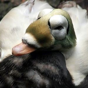 Spectacled Eider