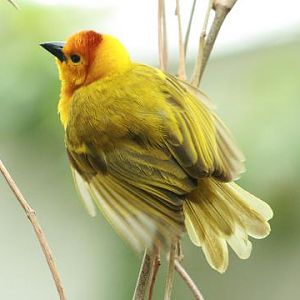 Taveta Golden Weaver