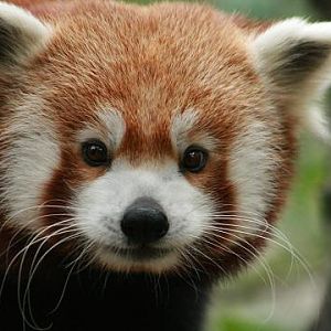 Red Panda