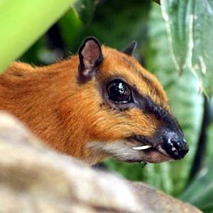 Greater Mouse-deer
