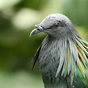 Nicobar Pigeon