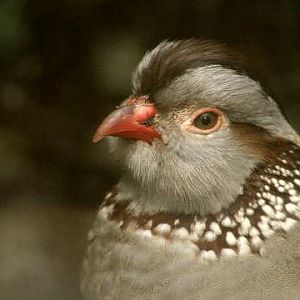 Barbary Partridge