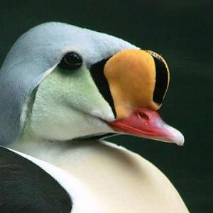 King Eider