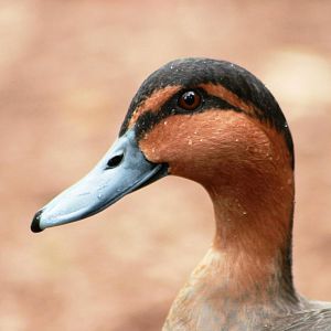 Philippine Duck