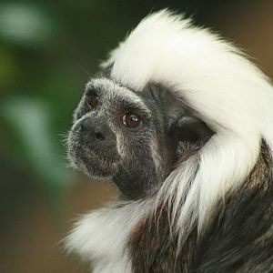 Cotton-headed Tamarin