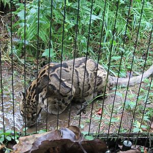 Clouded leopard