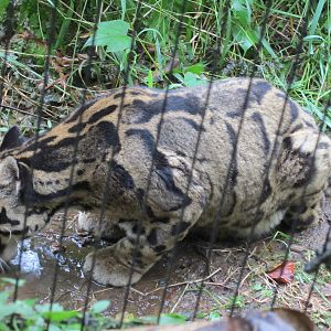 Clouded leopard
