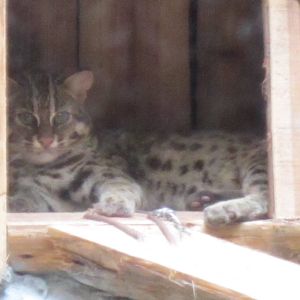 Leopard Cat-Ji Bao
