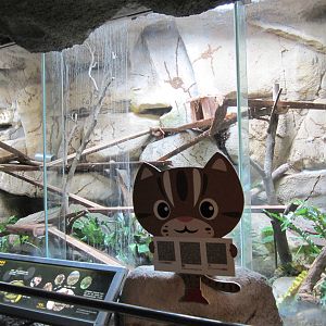 New Leopard Cat enclosure