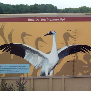 Whooping Crane Exhibit