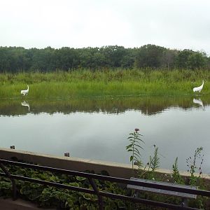 Whooping Crane Exhibit