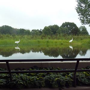 Whooping Crane Exhibit