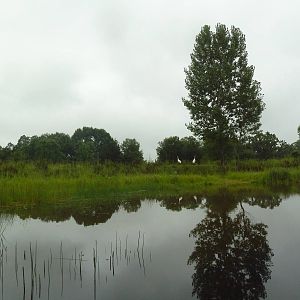 Whooping Crane Exhibit