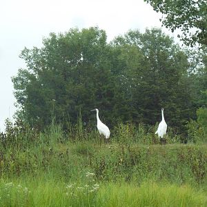 Whooping Crane Exhibit