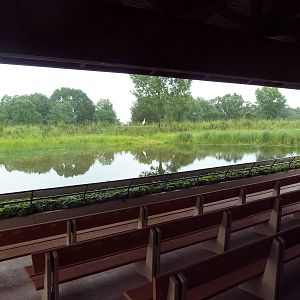 Whooping Crane Exhibit - Viewing Area