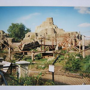 Mappins with Sri Lankan Sloth Bears etc..
