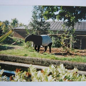 Malayan Tapir on Cotton Terraces, 6/10/99