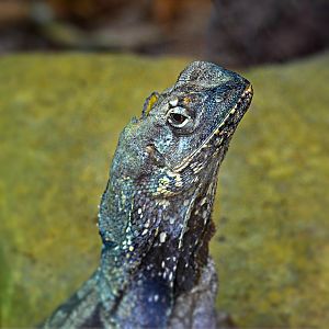 FRILLED LIZARD