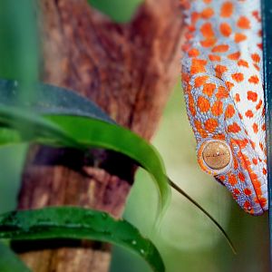 TOKAY GECKO