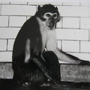 Male White-naped Mangabey.