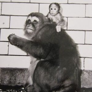 Assamese Macaques c1970.