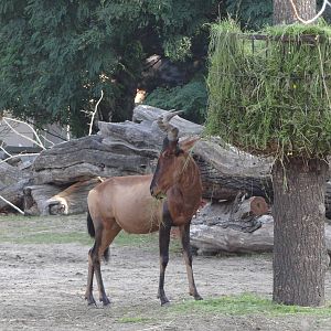 Red Hartebeest