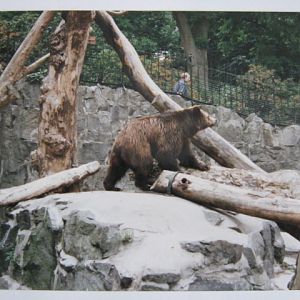Brown Bear Molly Edinburgh Zoo July 1995