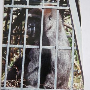 Female Gorilla Baffia on loan at Edinburgh 1992.