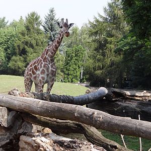 Reticulated Giraffe