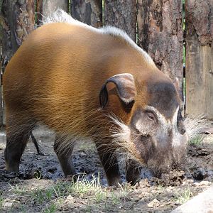 Red River Hog