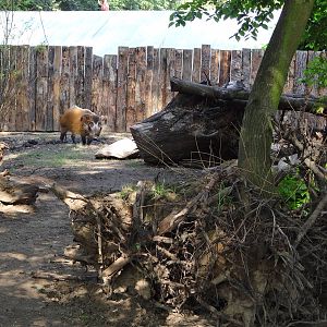 Red River Hog enclosure