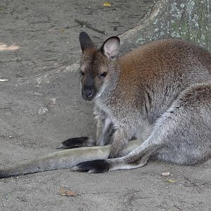 Red-necked Wallaby