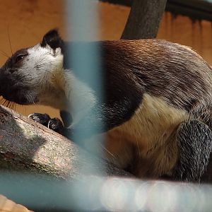 Black Giant Squirrel