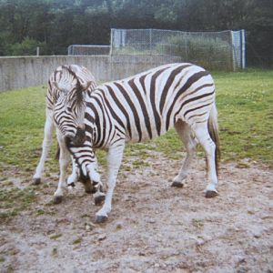 Damara Zebra Blackpool Zoo 30/7/87