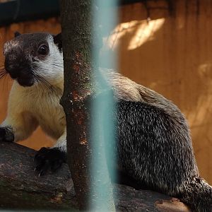 Black Giant Squirrel