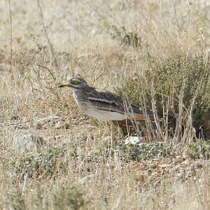 Eurasian Stone-curlew